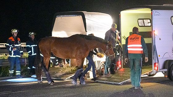 Das Pferd wurde schließlich ineinen anderen Anhänger gebracht. | Foto. JOTO