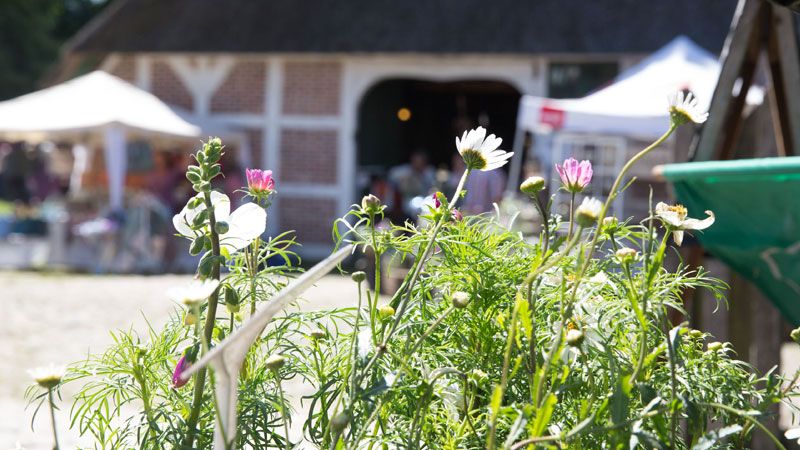 Bio-Jungpflanzen, Kulinarisches und Kunsthandwerk gibt es beim Pfingstmarkt im Museumsbauernhof Wennerstorf. | Foto: FLMK