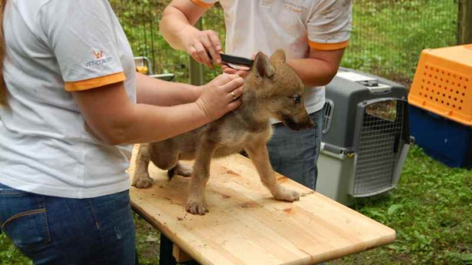 Impfen und Chippen der Wolf Welpen im Wildpark Schwarze Berge | Foto : ein