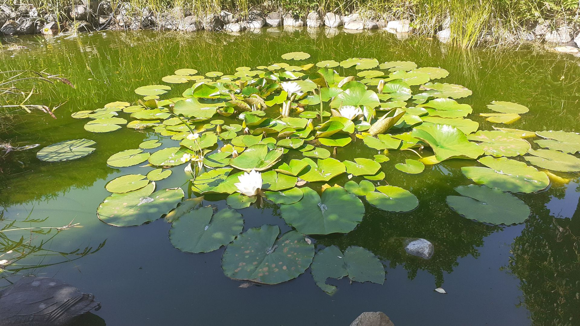 So schön ist es im Garten rund um das Vereinshaus der Heidesiedlung, in dem der Gottesdienst stattfindet. | Foto: ein