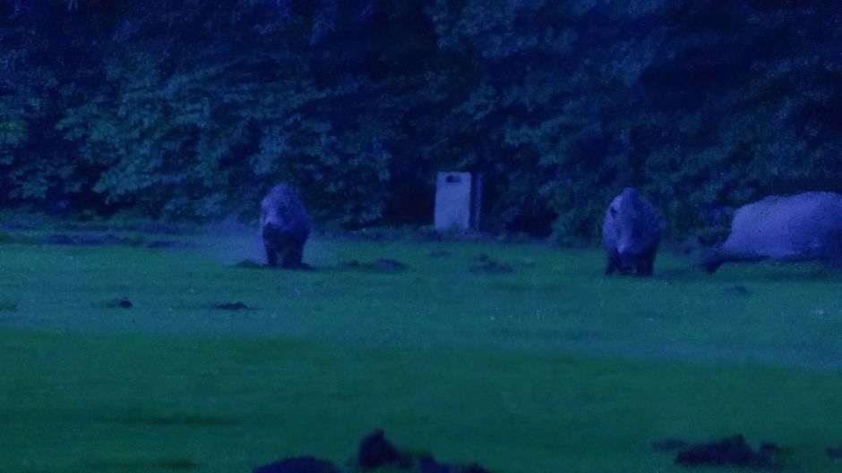 Die Wildschweine verwüsteten den Sportplatz des Moorburger TSV. Foto: hamburgNews
