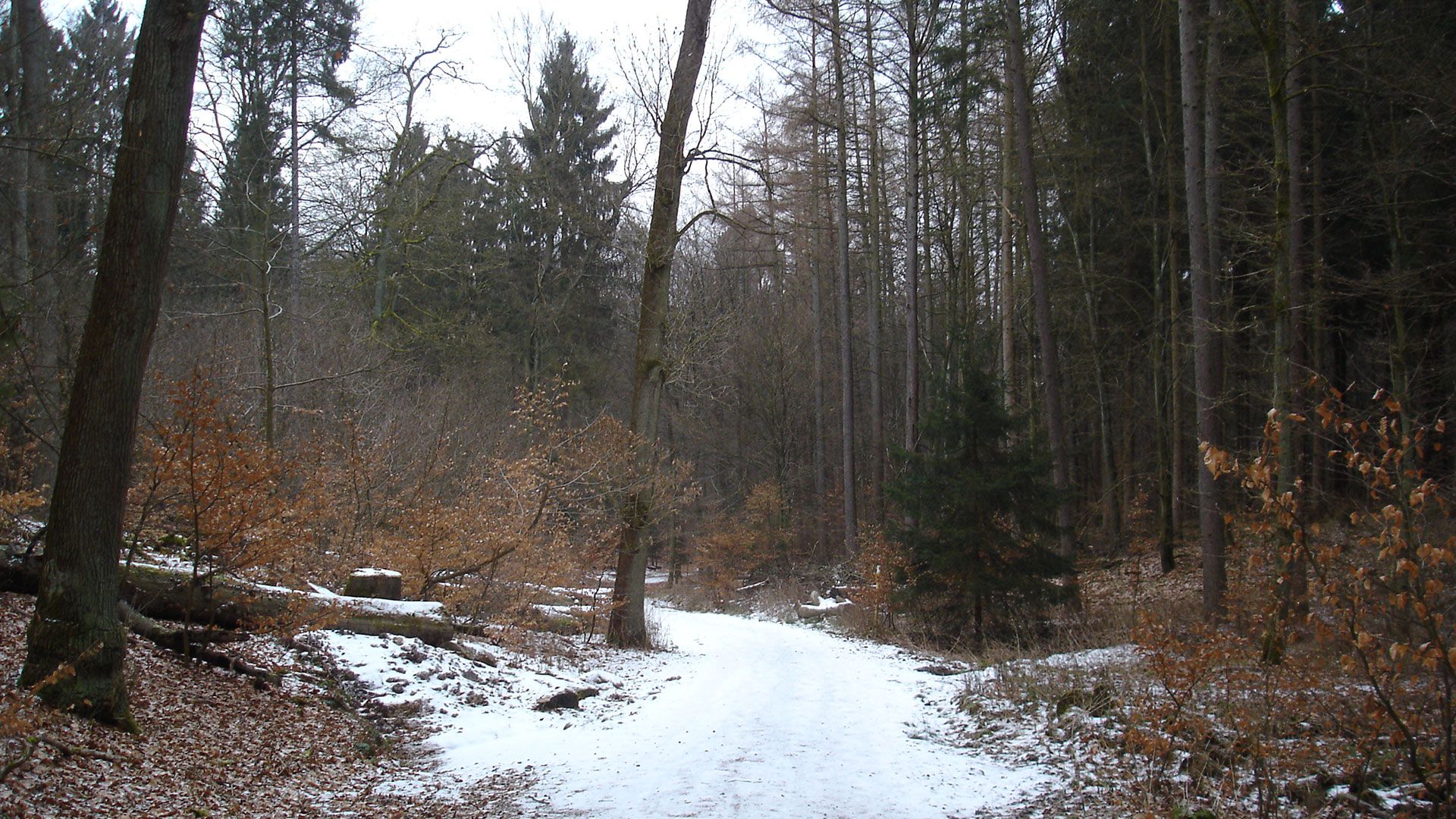 Wer Lust hat, die guten Vorsätze für 2025 umzusetzen, kann mit den Wanderfreunden Hamburg am 17. Januar in der Haake wandern. | Foto: Weise