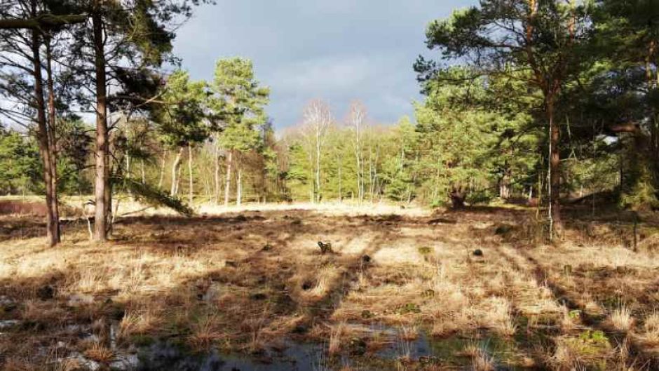 Moorsenken im Heidemoor bei Ottermoor. | Foto: ein