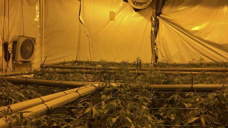 Das hatten die Beamten wohl nicht erwartet: Statt nur eines Wasserschadens entdeckten sie eine ganze Hanfplantage. | Foto: Polizei Hamburg