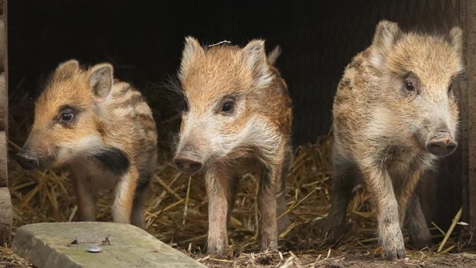 Das tierisch süße Trio ist jetzt direkt neben den großen, borstigen Wildschweinen zu finden. | Foto: ein
