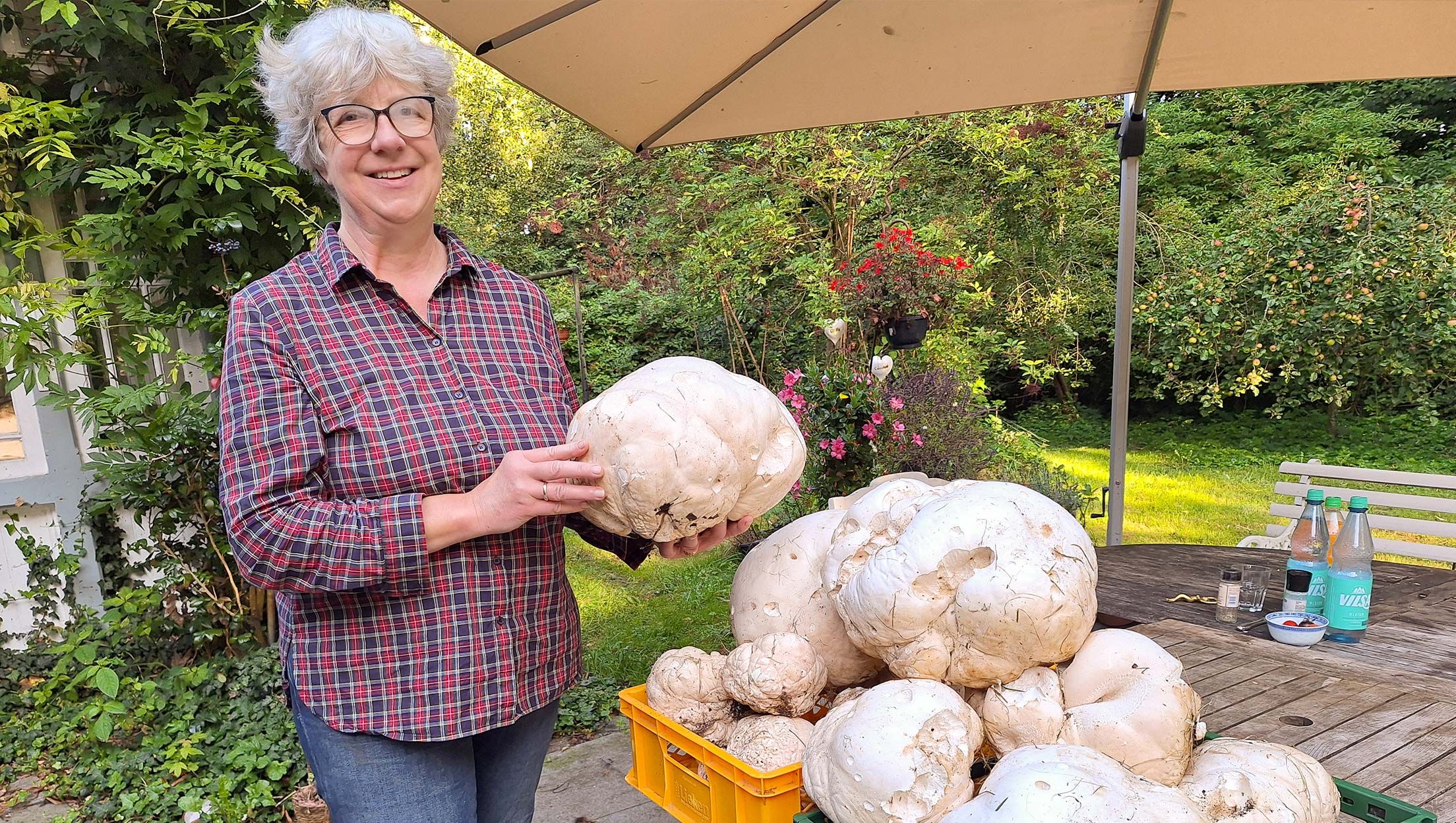 Gleich zum Auftakt der Pilzsaison wurde Seevetals Bürgermeisterin Emily Weede fündig: Sie fand insgesamt 25 Kilogramm Riesenbovisten. Foto: Gemeinde Seevetal