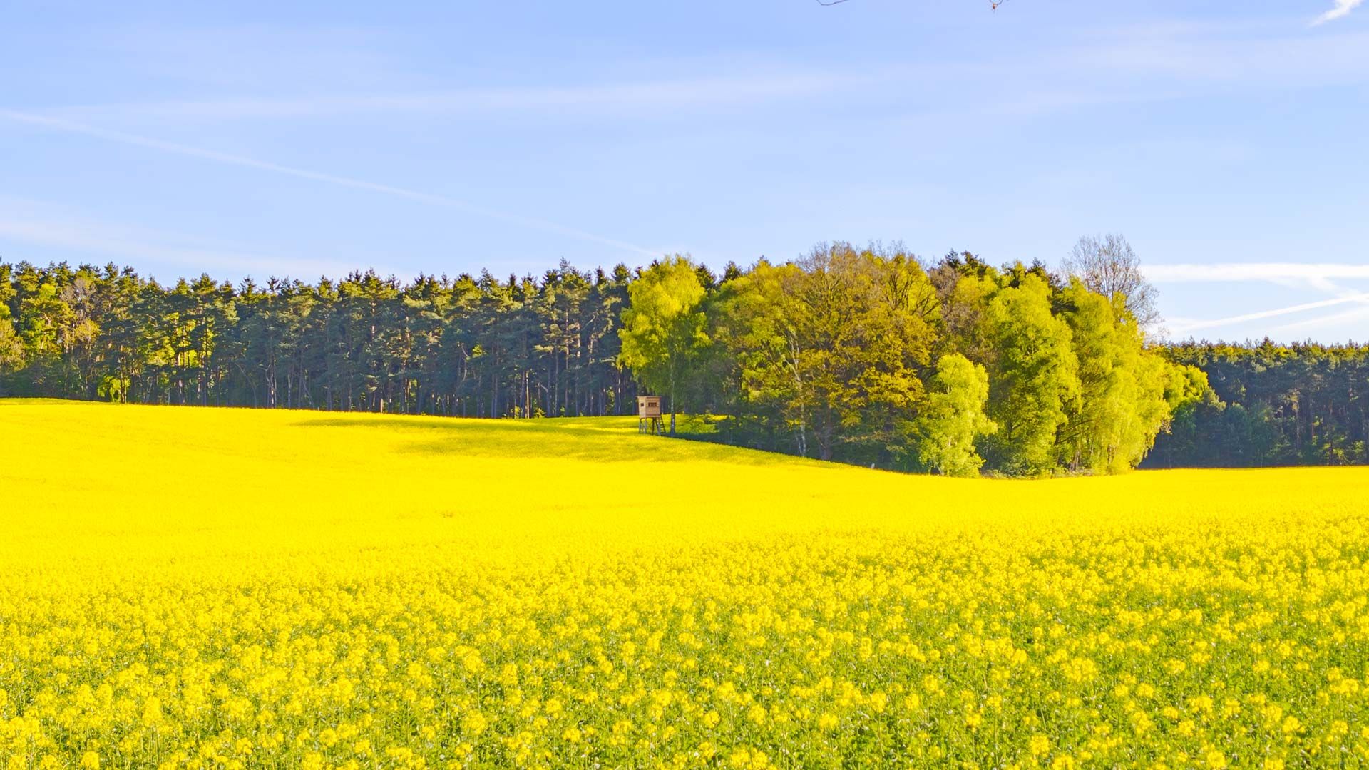 Der Raps blüht und da liegt ein Duft nach Honig in der Luft, der von den großen, strahlend gelben Feldern kommt. WIe hier an der Rosengartenstraße. Foto: Niels Kreller