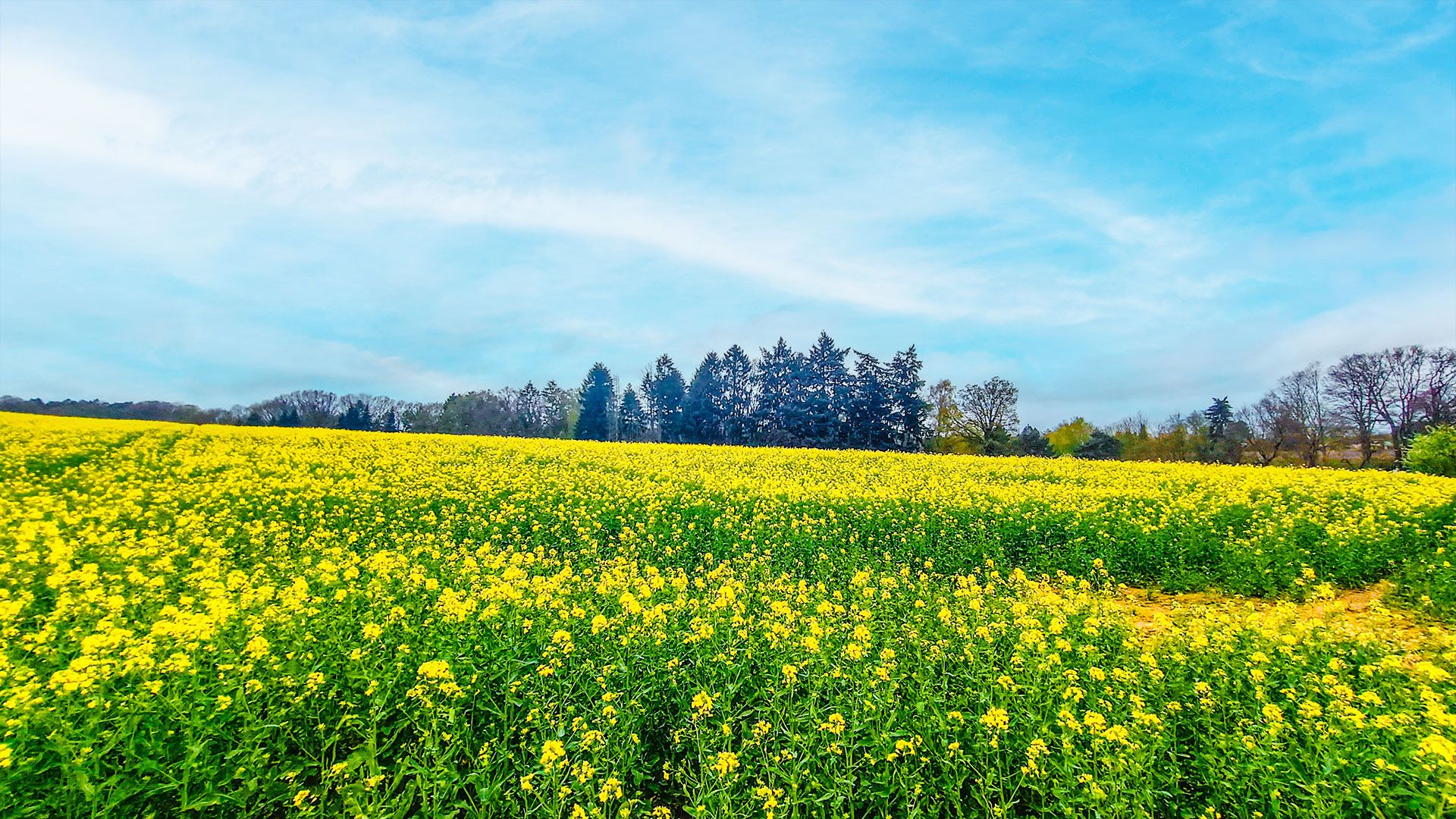 Die Rapsblüte hat - wie hier im Lürader Weg in Marmstorf - begonnen und in der Luft liegt ein Duft nach Honig. | Foto: Niels Kreller