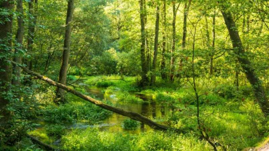 Die Seeve bei Inzmühlen. | Foto: ein