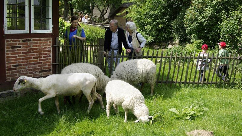 ^Während der Frühjahrsferien besuchen Familien die Bentheimer Landschafe am Kiekeberg. | Foto. FLMK