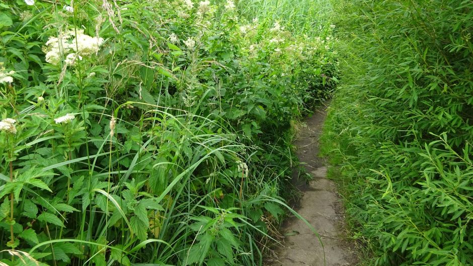 Die Wanderfreunde Harburg laden ein zum Gang durchs grüne Wilhelmsburg - wie hier durch das Naturschutzgebiet Heuckenlock. Foto: ein
