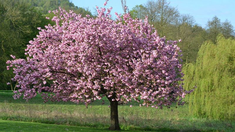 In Winsen wurden Baum-Magnolien gepflanzt. Sie sind wahre "Klimabäume". | Foto: ein