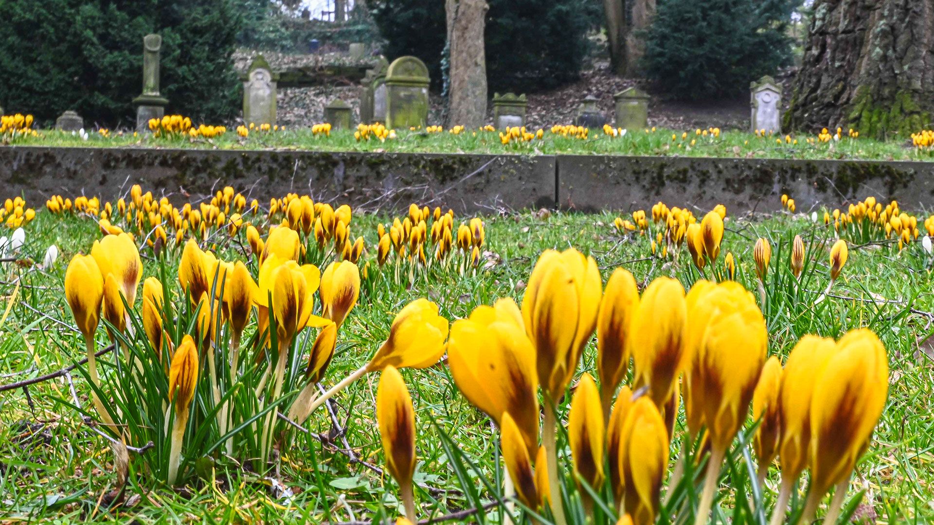 Die ersten Frühlingsboten sind da: Auf der Wiese am Alten Friedhof in der Bremer Straße in Harburg blühen die ersten Krokusse. | Foto: Tim Borowski
