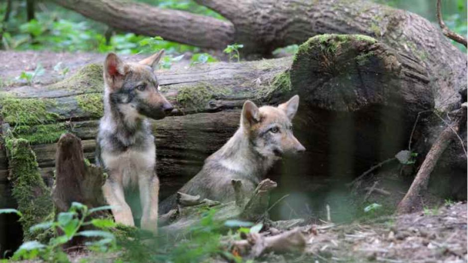 Abschied der Fähen Hammy und Druna im Wildpark schwarze Berge. | Foto: ein