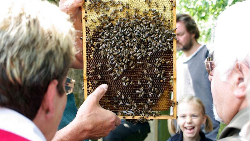 Alles über Bienen und Honig bei der Hofakademie in Museumsbauernhof Wennerstorf des Freilichtmuseum am Kiekeberg. | Foto: FLMK