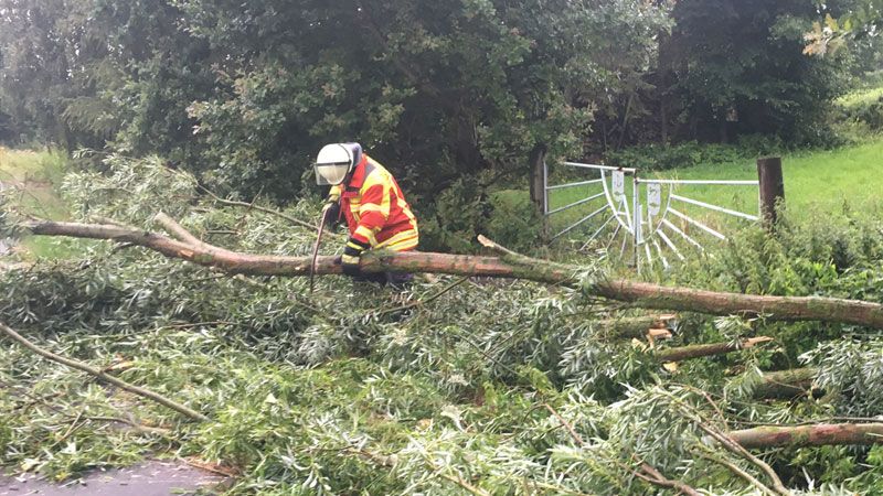 In Hörsten beseitigte die Feuerwehr diesen umgestürzten Baum, der nach Gewitterböen umgestürzt war.  Foto: ein