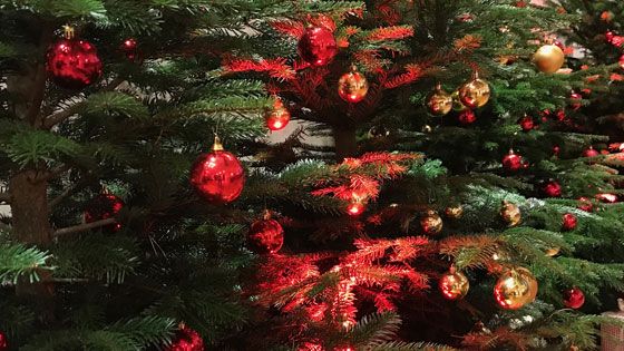 Der Winterball fällt zwar aus, die Harburger Schützengilde spendet aber 50 Weihnachtsbäume an soziale Einrichtungen, Kitas und Schulen. | Foto: ein