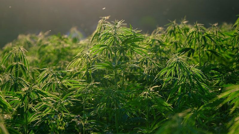In der Haakestraße in Heimfeld fand die Polizei per Zufall eine Hanfplantage (Symbolbild).
