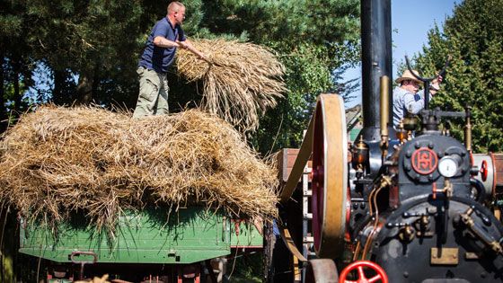 Vorführung Dampfdreschen bei den Thementagen im Freilichtmuseum am Kiekeberg. | Foto: FLMK
