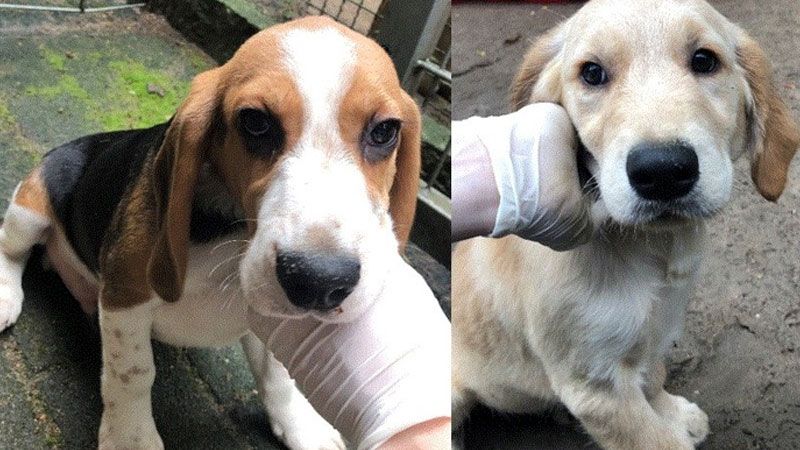In Buchholz wurden drei Hunde-Welpen in einem Hinterhof ausgesetzt. | Foto: Polizei
