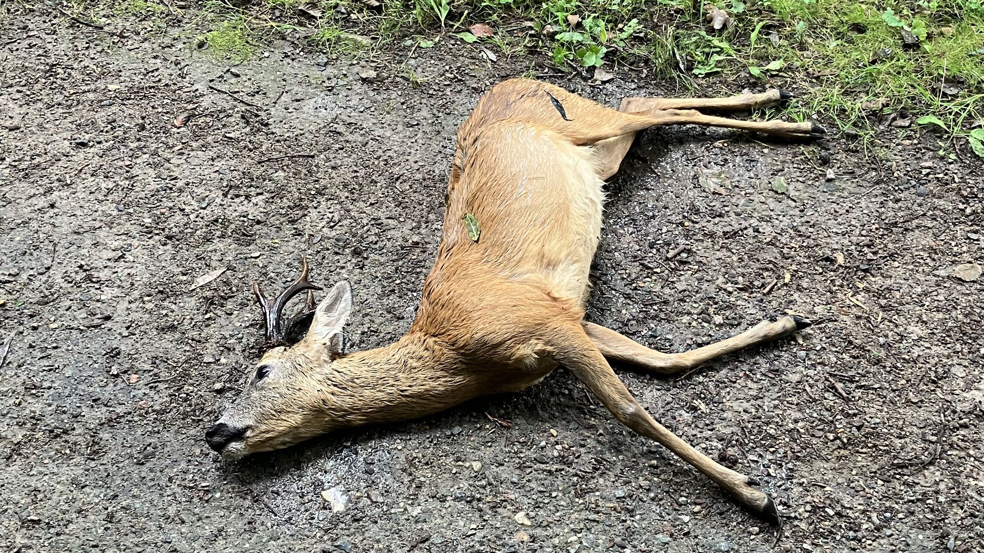 Vom Hund gehetzt: Der ertrunkene Rehbock. | Foto: Gemeinde Seevetal