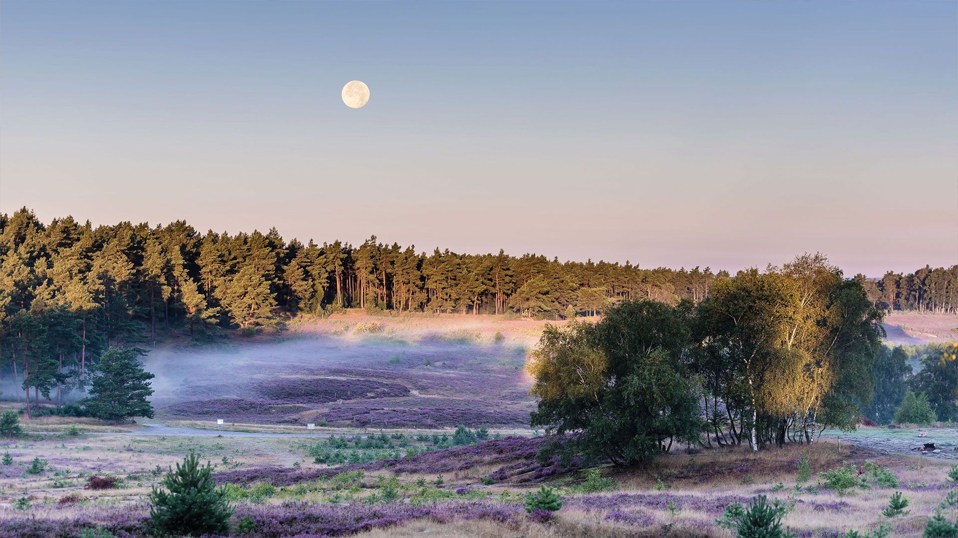Eine Vollmondwanderung durch die Heide – wie hier in der Fischbeker Heide - ist ein besonderes Erlebnis. Foto: lueneburger-heide-gmbh
