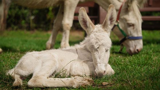 Zwei süße weiße Esel sind jetzt im Wildpark Schwarze Berge zu bestaunen. | Foto: Wildpark Schwarze Berge