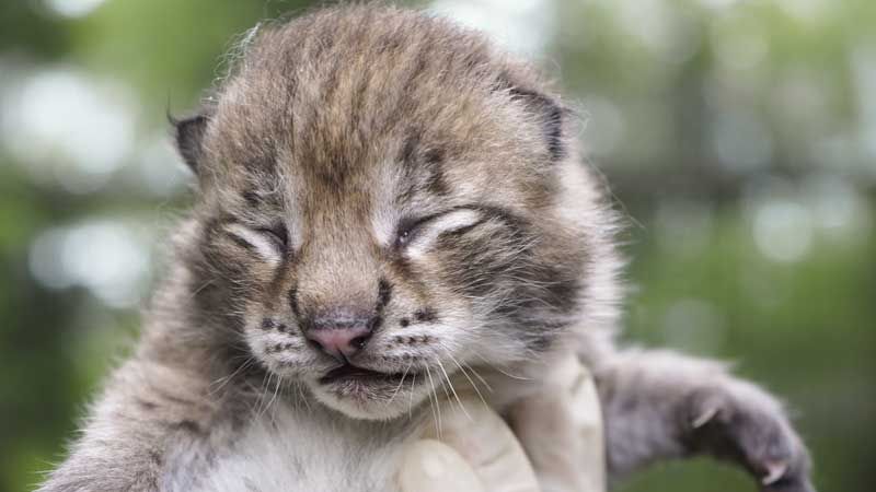 Über zwei Luchsbabys freut sich der Wildpark Schwarze Berge in Vahrendorf | Foto: Wildpark Schwarze Berge