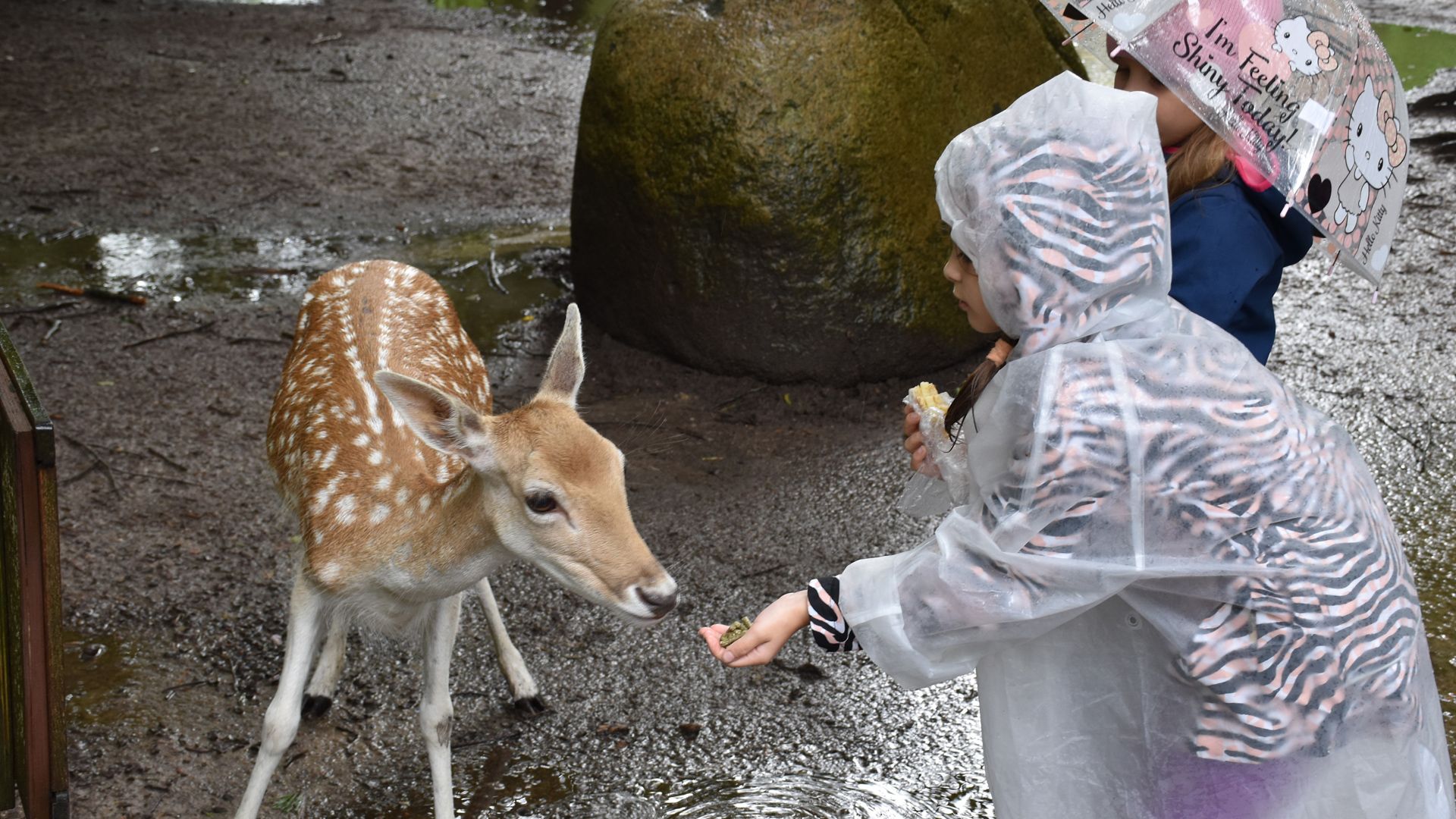 Trotzten dem Regen und hatten viel Spaß im Wildpark Schwarze Berge in Vahrendorf: Die geflüchteten Kinder und Jugendlichen aus der Ukraine. Foto: Johanniter