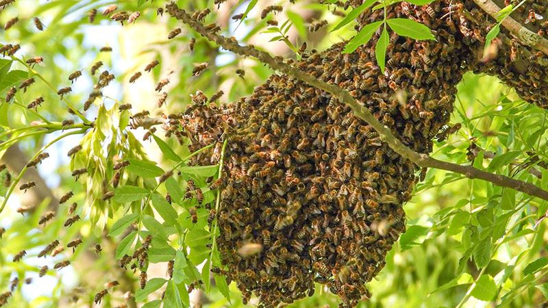 Dieser riesige Bienenschwarm zieht aktuell durch den Harburger Binnenhafen. | Foto: HamburgNews