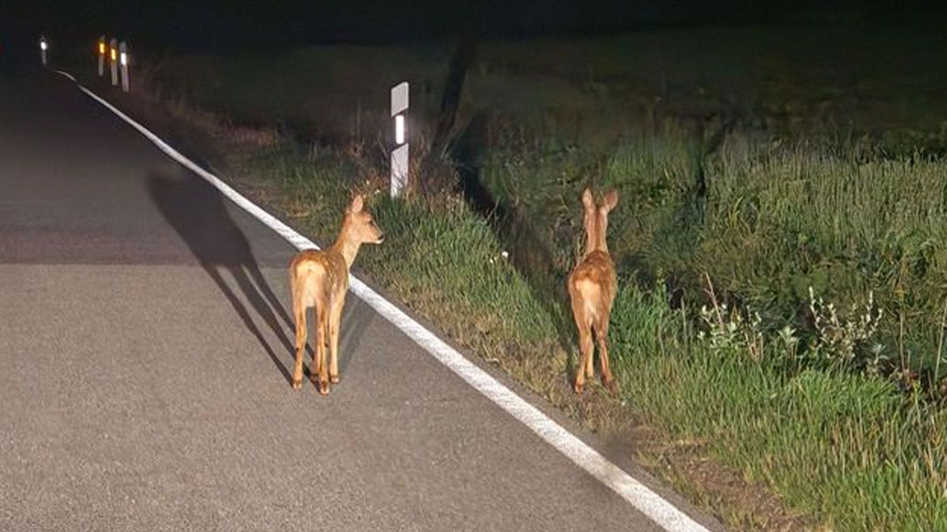 Wildwechsel-Gefahr im Landkreis Harburg: Vorsicht in den kommenden Wochen. | Foto: ein