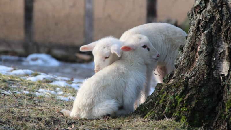 Nachwuchs bei den Bentheimer Landschafen. | Foto: ein