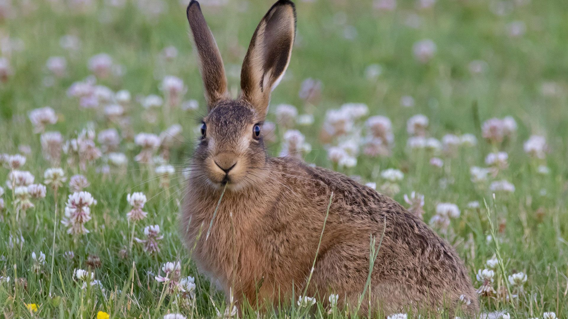 Landkreis Harburg: Hasen und Kaninchen in freier Wildbahn nicht anfassen. Foto: ein