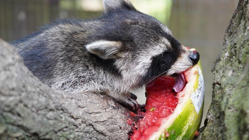 Ein Waschbär erfrisccht sich im Wildpark Schwarze Berge an einer leckeren Wassermelone. | Foto: K. Ahrens, Wildpark Schwarze Berge