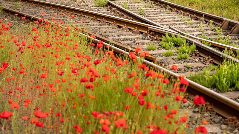 Am Wochenende finden kurzfristig angesetzte Weichenarbeiten auf der Strecke zwischen Harburg und Buchholz statt. (Symbolfoto). | Foto: ein