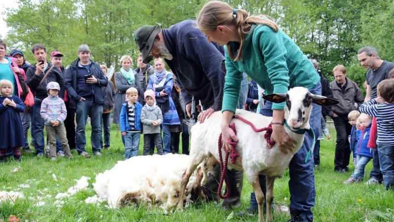 Schafe scheren live- am Themensonntag "Wolle". | Foto: ein