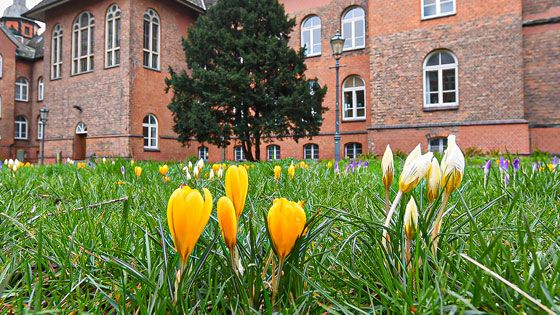 Die ersten Frühlingsboten sind da: Auf der Wiese neben dem Harburger Rathaus blühen die ersten Krokusse. | Foto: Niels Kreller