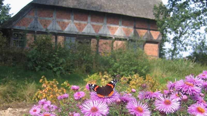Ein Admiral-Schmetterling vor dem Silberhof. | Foto: FLMK