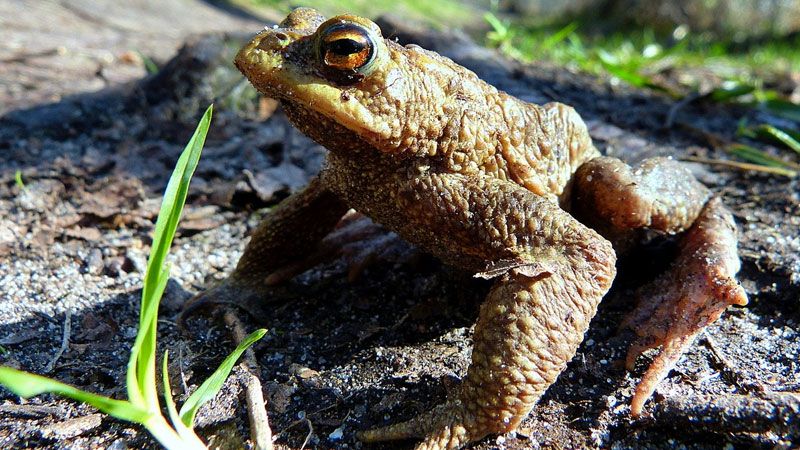 Die Amphibienwanderung beginnt und die Gemeinde Seevetal bittet um aufmerksamkeit für Tiere wie diese Unke. | Foto: Ditmar Großkopf