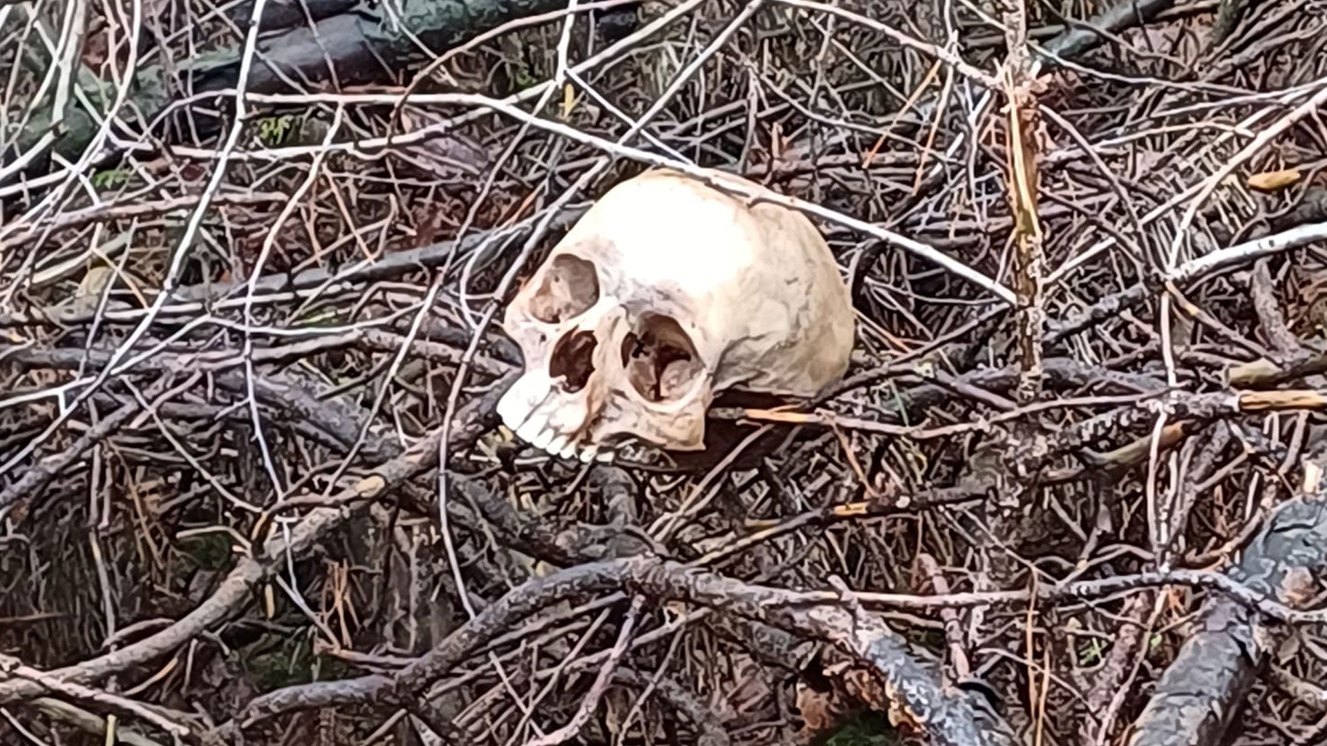Diesen menschlichen Schädel fanden Passante in einem Wald bei Welle. |Foto: Polizei