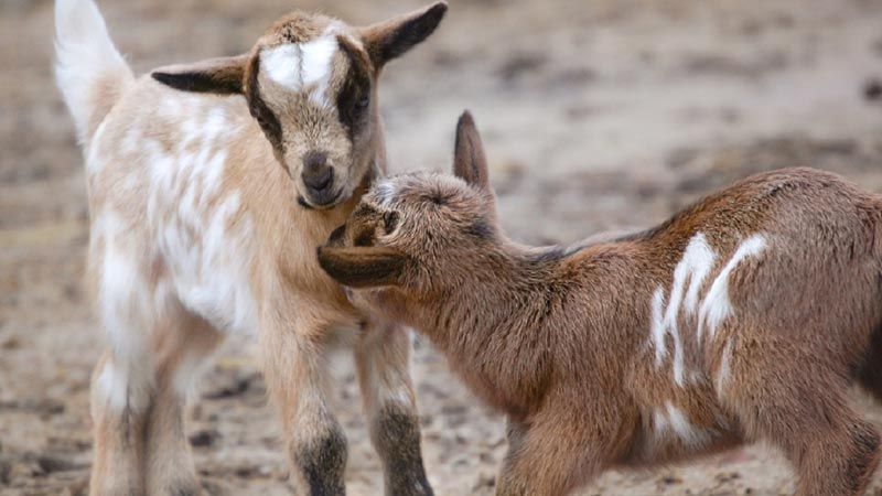 Ziegen Lämmer im Wildpark Schwarze Berge. | Foto. K. Ahrens, Wildpark Schwarze Berge
