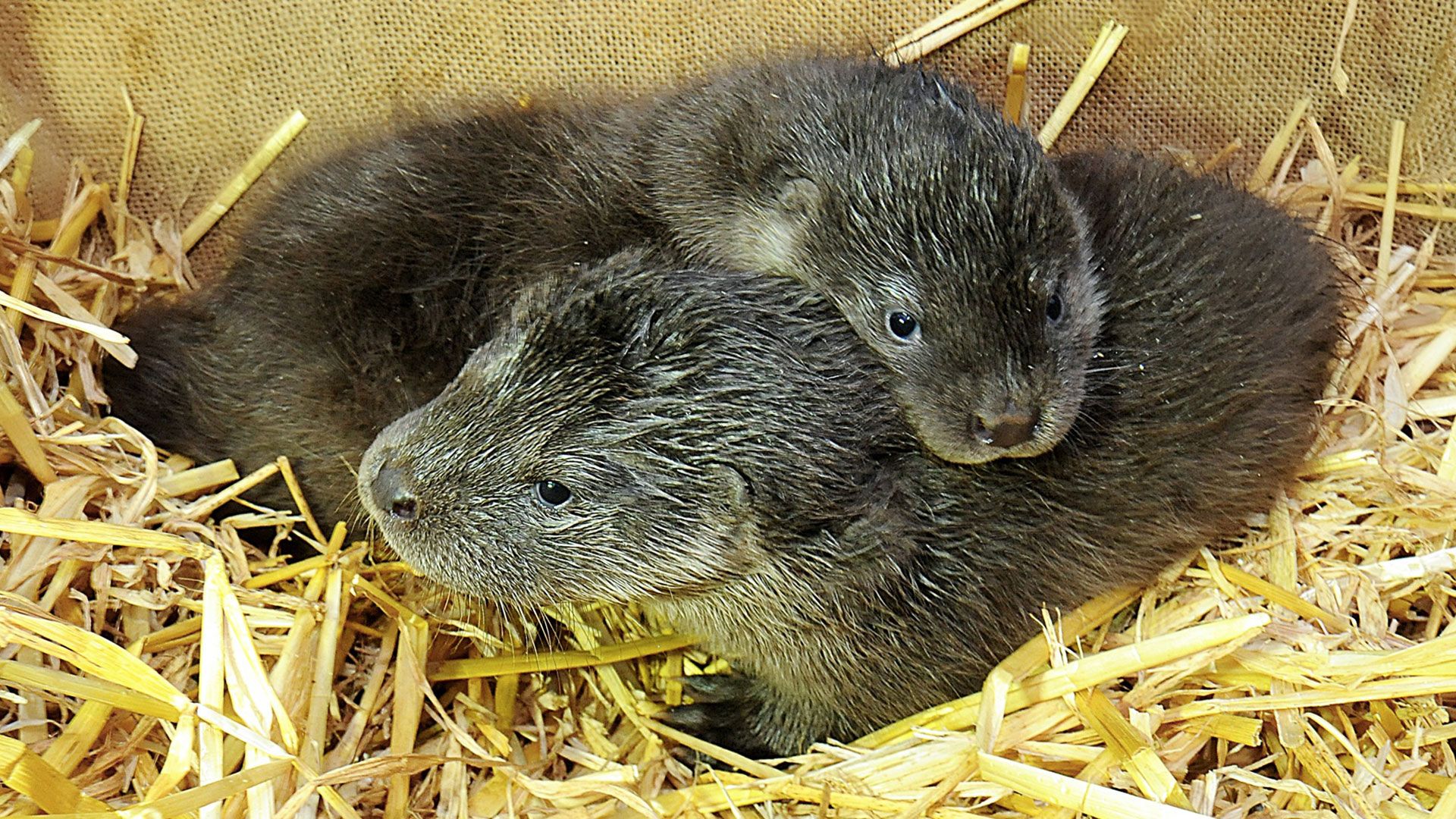 Noch haben die beiden jungen Fischotterbrüder im Wildpark Schwarze Berge keinen Namen. | Foto: Wildpark Schwarze Berge