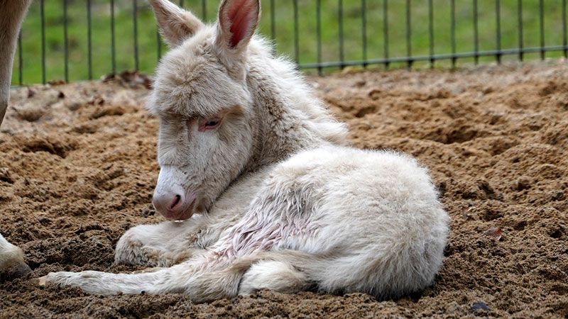 Der kleine Barock-Esel ist gesund und munter. | Foto: ein