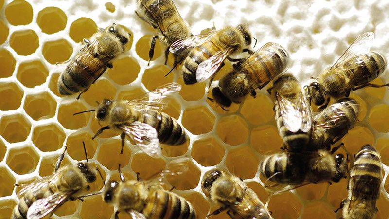 Beim Imkertag erfahren Besucher inmitten der historischen Heidehöfe, wie ein Bienenvolk entsteht und welche Aufgaben die Immen haben. | Foto: FLMK