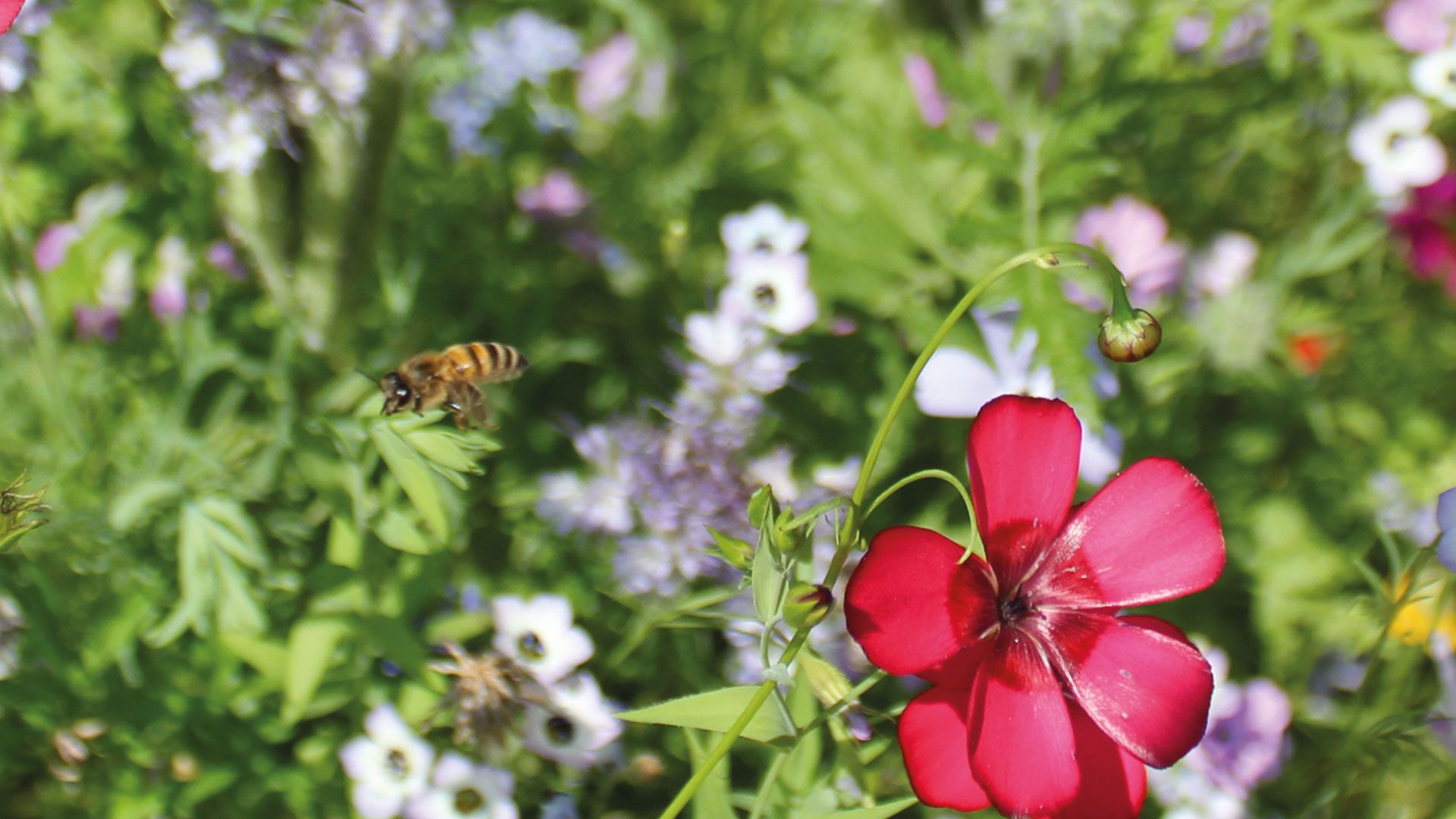Aktionstag für Blühflächen und Insektenschutz an der Karoxbosteler Mühle im April. Foto: Sabine Wolansky