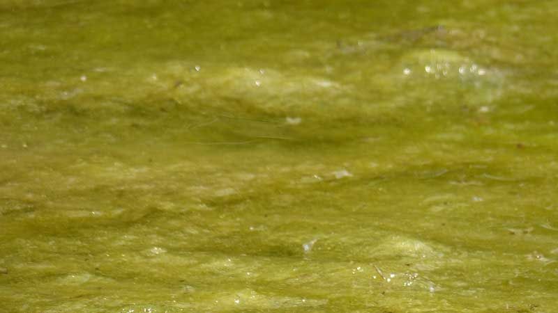 Auf dem Pulvermühlenteich in Meckelfeld sowie dem See im Maschener Moor und dem Badeteich Ramelsloh wurden gesundheitsgefährdende Blaualgen festgestellt.