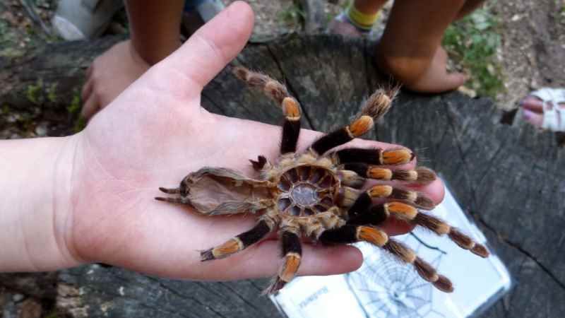 "Melissa (5) hält tapfer eine echte Vogelspinnen-Haut auf der Hand. | Foto: ein