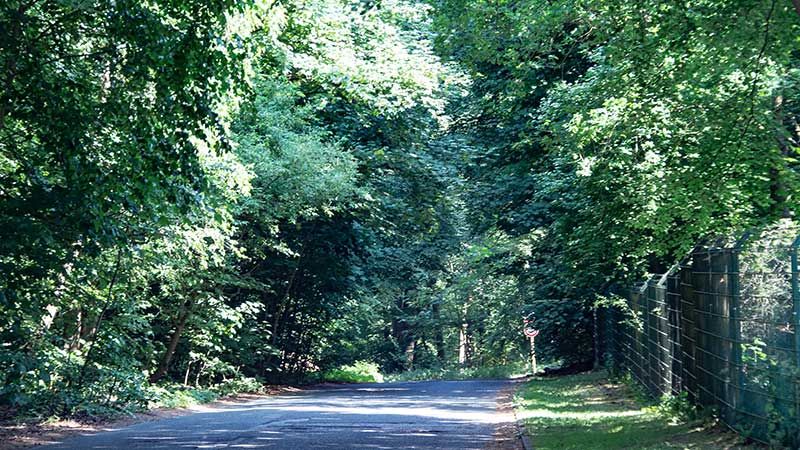 In Harburgs Wälder finden Forstarbeiten statt. | Foto: ein