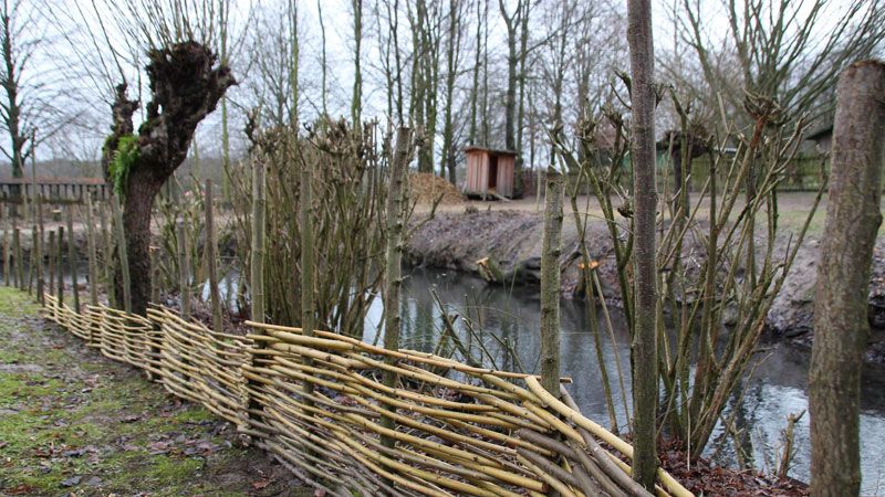 Weidezaun und Kopfweide sind prägend für die Marschregion. In Zukunft sollen sie auch das Bild des Eingangsbereichs des Freilichtmuseum am Kiekeberg bereichern. | Foto: FLMK