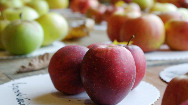 Äpfel bestimmen am Themensonntag Apfel in Wennerstorf. | Foto: FLMK
